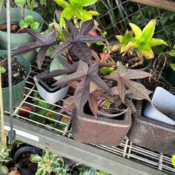 Blacky Vine Plant Available 