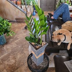 2ft 2in Tall ZZ Plant In New 12in Ceramic Pot With Stones