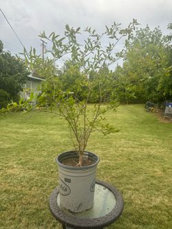 Pomegranate tree