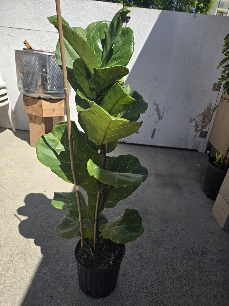 Fiddle Leaf Fig Plant Tree