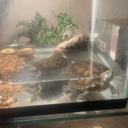 2 Small Red-Eared Sliders/ With Tank&Light
