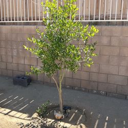 LIME 🍋‍🟩 🍋‍🟩 tree for sale $80
