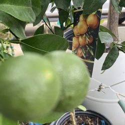 RIO RED GRAPEFRUIT, TANGERINE, DONUT PEACH, KUMQUAT