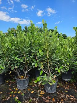 huge clusias About 7 feet tall  Instant  privacy Hedge for fence