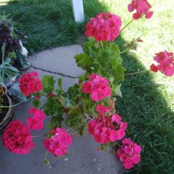 Plants Malva  Esta Grande 