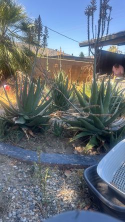 Aloe vera planta