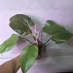 Philodendron Summer Glory (Rare)