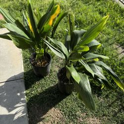 Aspidistras