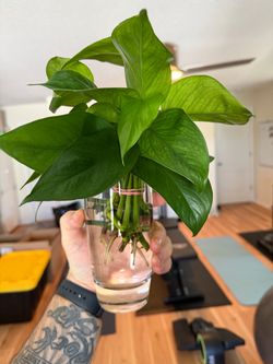 Pothos Cuttings - Rooted