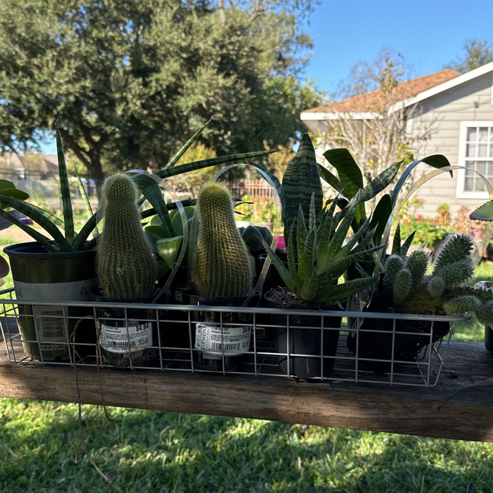 Coronas De Cristo Y Succulent