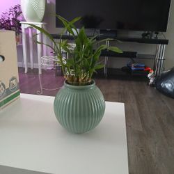 Lucky Bamboo