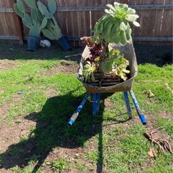 Planta 