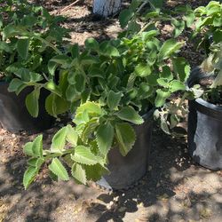 Oregano