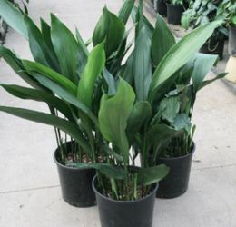 Cast Iron Plants