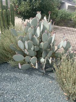 Santa Rita, Cactus optunia