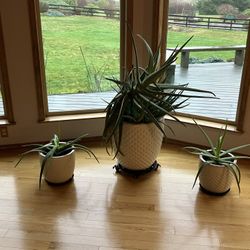 Aloe Plants (Set Of 3)