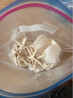 Decorative Seashells