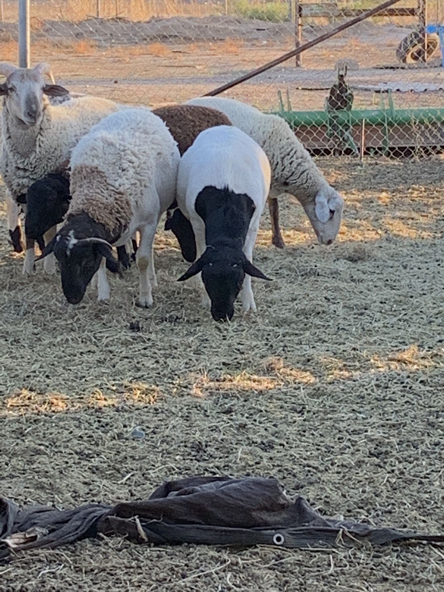 Sheep,Dorper,livestock,farm animal,hay