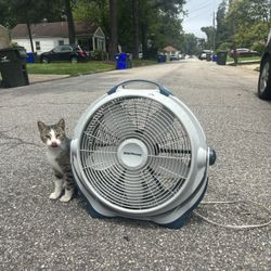 Fan
