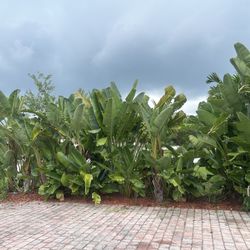 Mature Bird Of paradise - $20 Each 