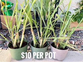 Lemongrass plants