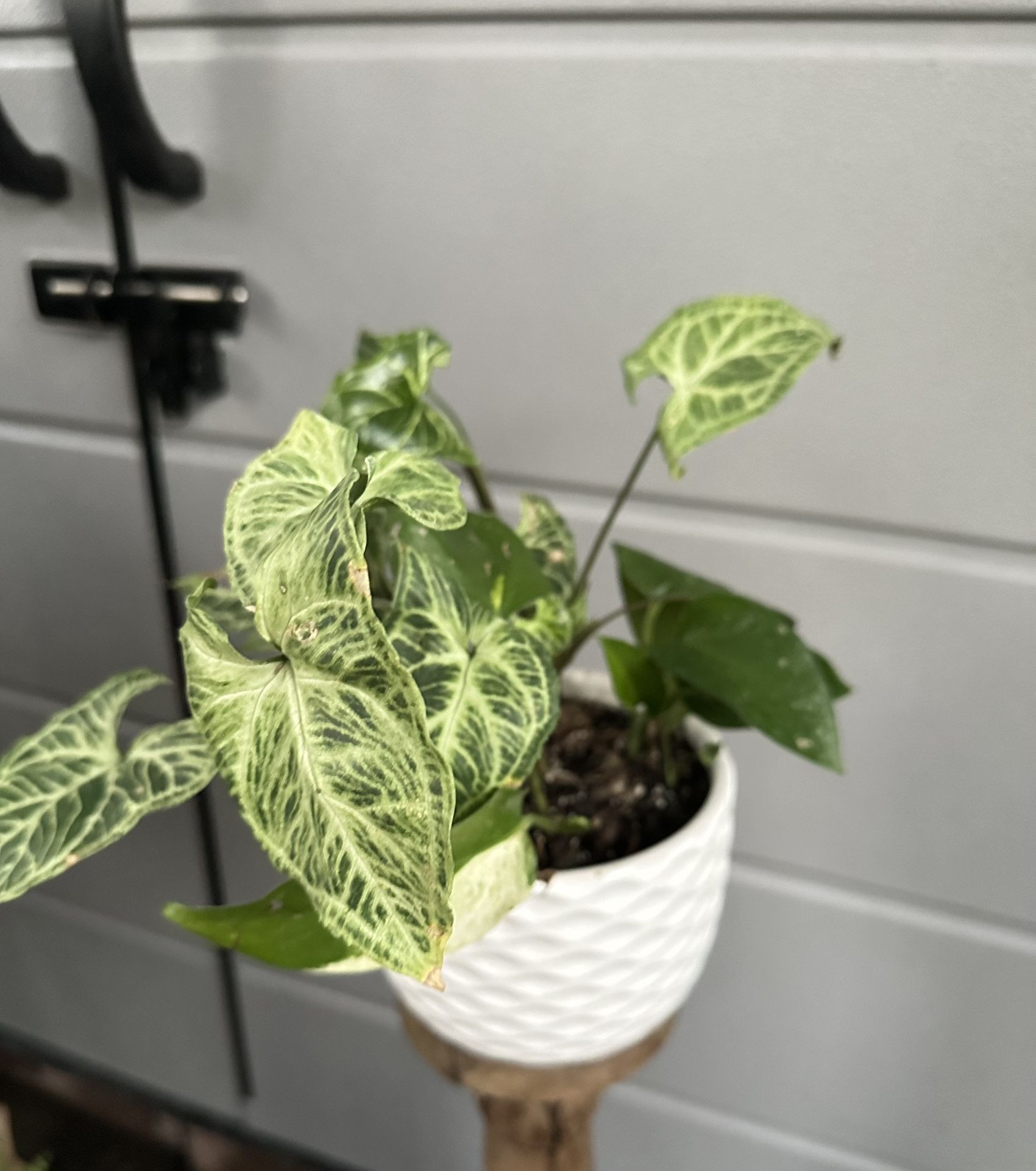 Syngonium Plant