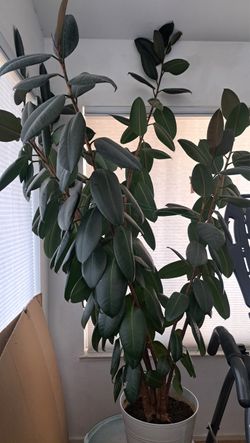 Large Rubber Tree