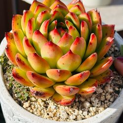 Cute Korean succulents In Ceremic pot