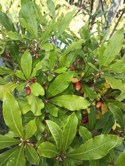 Miracle Berries 🍒