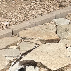 Gratis gallito blocks