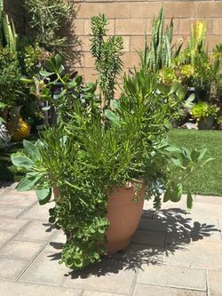 Assorted Succulent Plants