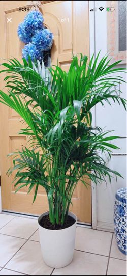 Very Healthy Indoor Palms