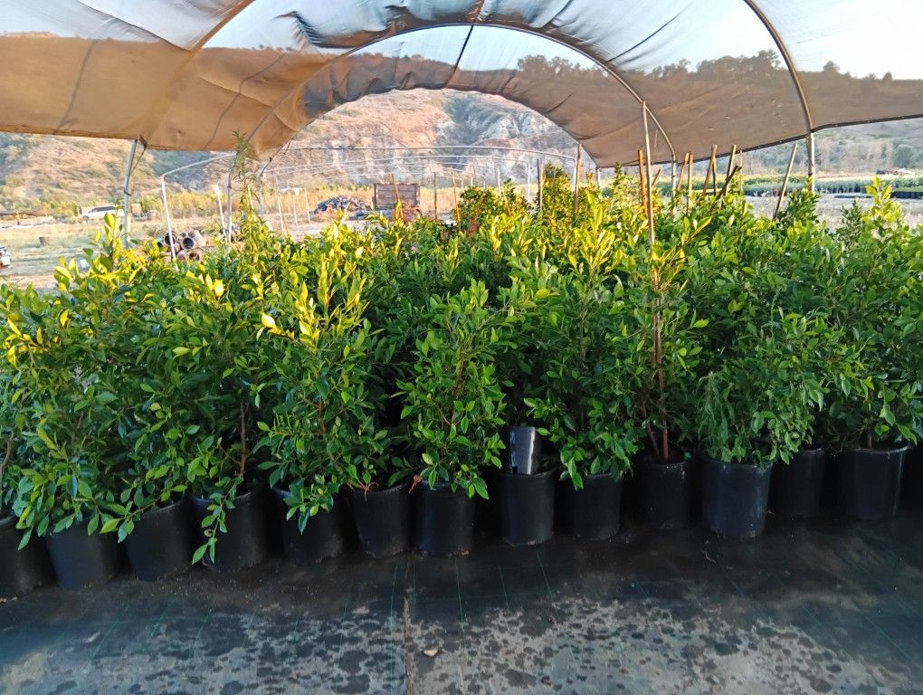 Ficus