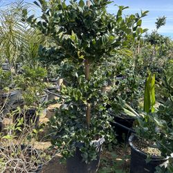 Ligustrum japonicum, Waxleaf Privet Hedges plant, 15gal