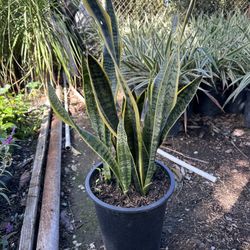 Snake Plant