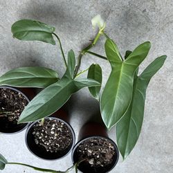 Philodendron Bipennifolium plant starts for sale