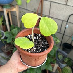 Hoya Hearts Kerri Plant 4” Terracotta Pot