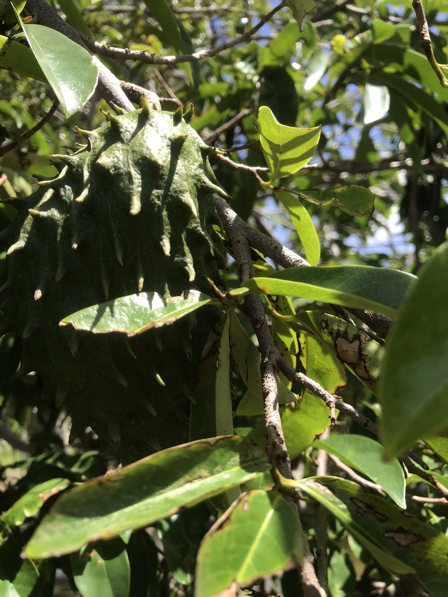Soursop Tree /papaya Tree/longan Tree