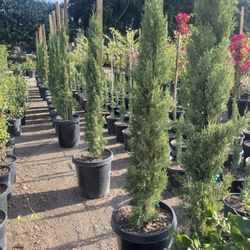 Italian Cypress