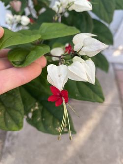 Bleeding Hearts Climbing Plant, Grower-pot (5 Gallóns Pot Outdoor Morning Sun And Shade Is A Good Place For This Plant Pick Up In City Of Whittier