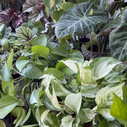 Plants Planters 