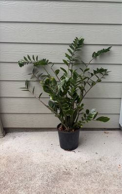 Large ZZ Plant in Black Nursery Pot