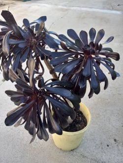 BLACK ROSE SUCCULENT PLANT 15.00 DLLS