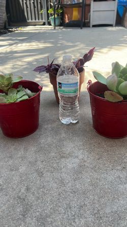 Plants for sale