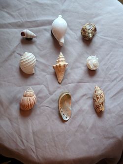 Shell magnet set
