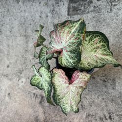 Caladium