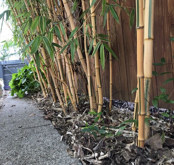 Yellow Spectabilis Bamboo Plants Screen 12 X 10 15 For In Yellow Spectabilis Bamboo Plants Screen 12 X 10 15 Seattle