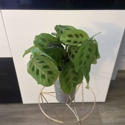 Housplant Rabbit Praying Plant