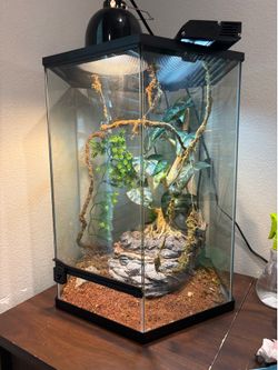 Veiled chameleon and terrarium