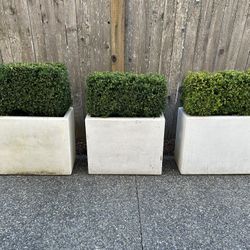 Set Of 3 Boxwood Planters - Plants And Pots